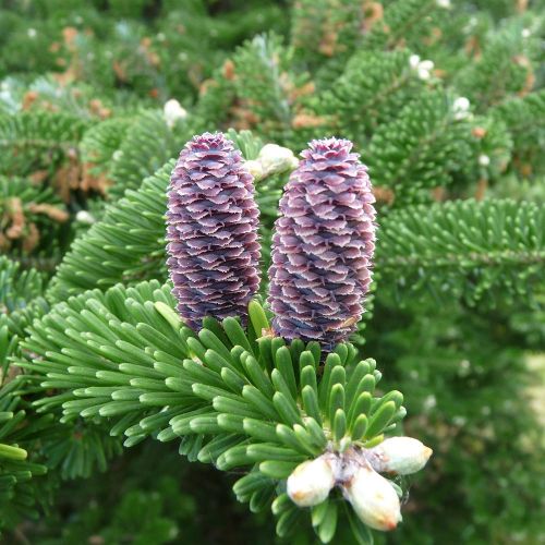 ABIES